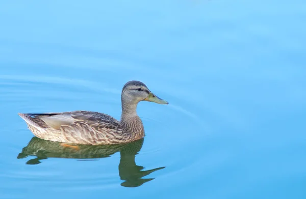 Pato na água azul pássaro da vida selvagem em reflexões de onda do lago — Fotografia de Stock