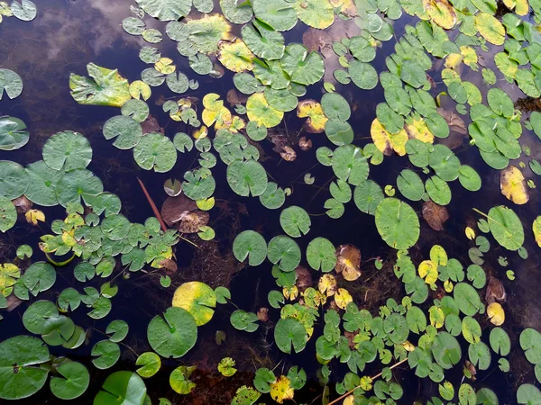 Sumpf Wasser Oberfläche Umwelt Sumpf Seerose Natur Ökologie — Stockfoto