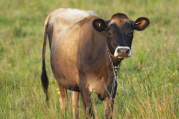 Vache dans les champs verts herbe prairie agriculture pays production de lait rural — Photo