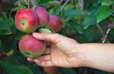 Elmalar ağaçta meyve bahçesinde organik meyve topluyor.