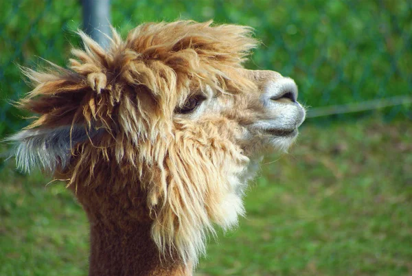 Lama landbouw grappige boerderij dier alpaca wol vee — Stockfoto