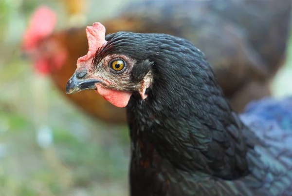 Poulet Poule Noire Hors Agriculture Élevage Oiseau — Photo