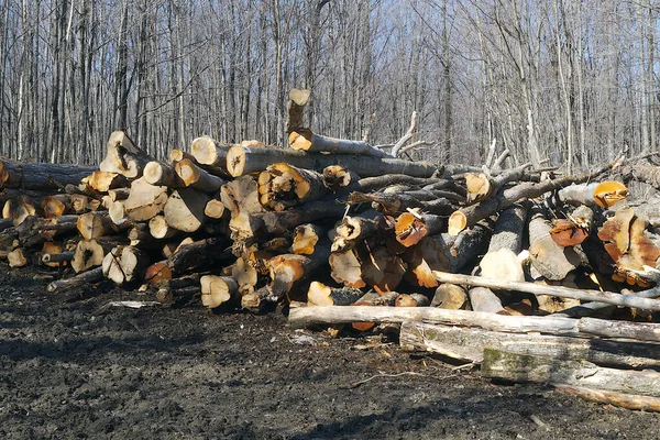 Przemysł Leśny Drewno Hałdy Drzewa Pnia Zbiorów Przyrodzie — Zdjęcie stockowe
