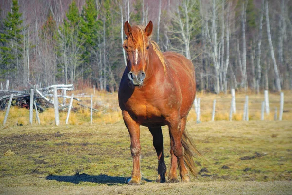 春の農場での褐色の馬哺乳動物の田園風景 — ストック写真