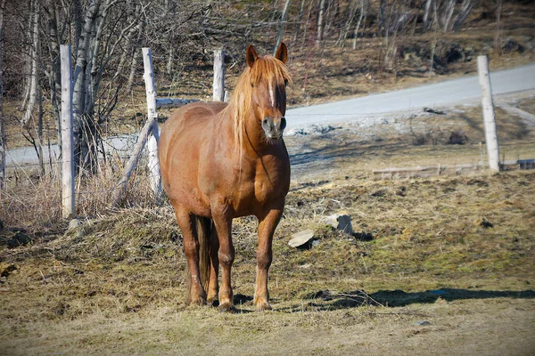春の農場での褐色の馬道路のある哺乳動物の田舎のシーン — ストック写真