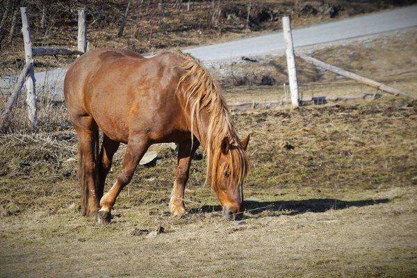 Hnědý Kůň Poli Během Jarní Farmy Savec Venkovské Scény Silnicí — Stock fotografie