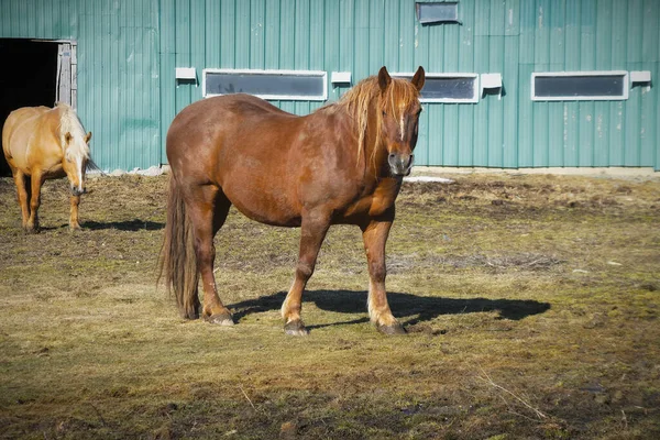 春の農場の哺乳動物の田舎のシーンで納屋の前の茶色の馬 — ストック写真