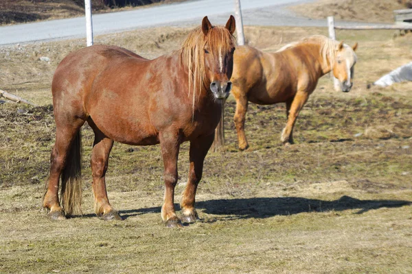 Hnědý Kůň Poli Během Jarní Farmy Savec Venkovské Scény Silnicí — Stock fotografie