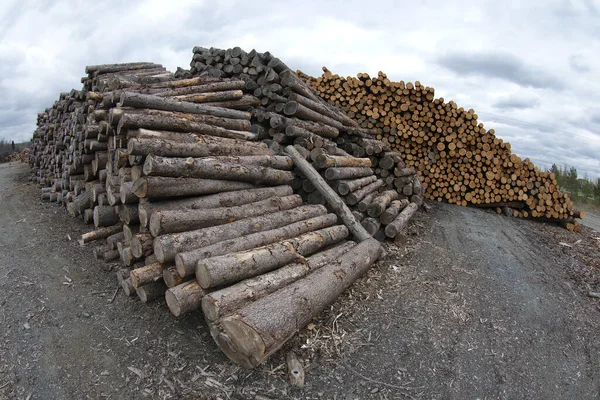 Timber Wood Stack Yard Forestry Industry Woodpile Log Wide Angle — Stock Photo, Image