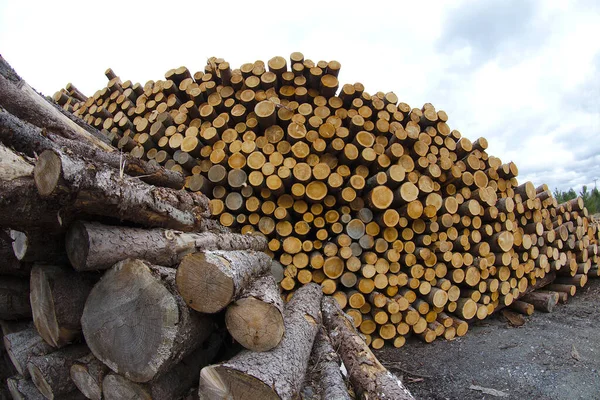 Troncos Madera Apilar Cordón Madera Bosque Industria Forestal Cortar Árboles — Foto de Stock