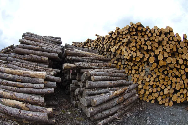 Dřevo Stack Trup Lesní Průmysl Široký Úhel Hromady Dřeva — Stock fotografie
