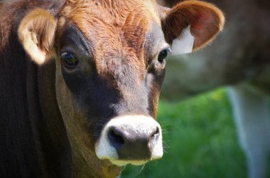 Kahverengi inek başlı hayvan çiftliği sığır eti tarımı 