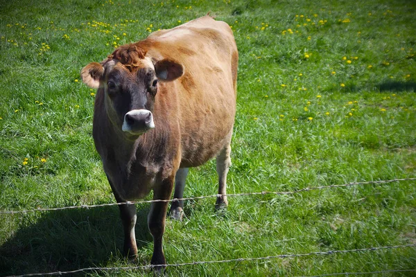Vache Brune Dans Les Champs Verts Élevage Viande Bovine Agriculture — Photo