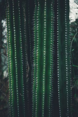 Kaktüs Closeup, doğal doku