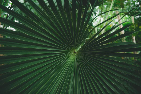 Palmiye yaprakları (Licuala elegans) Berlin botanik bahçeleri, fan