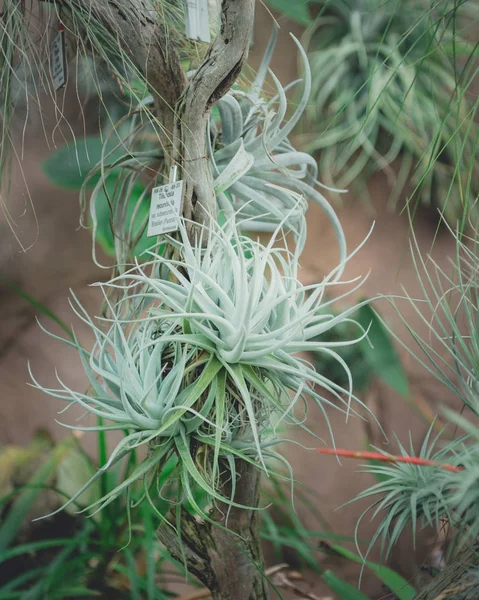 Ogrody botaniczne Berlin — Zdjęcie stockowe