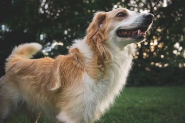 Mutlu şirin köpek.