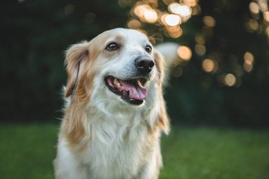 Mutlu şirin köpek.