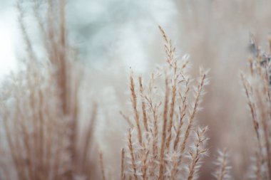 Tüy otların, arka plan yakın çekim