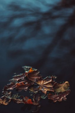 Bir su birikintisi ağaç yansıması ile altın sonbahar yaprakları