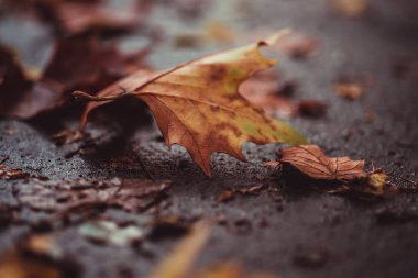 Close up fall leaves on concrete ground. clipart