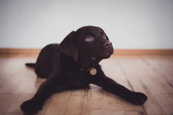 Close Van Labrador Pup Pure Chocolade — Stockfoto