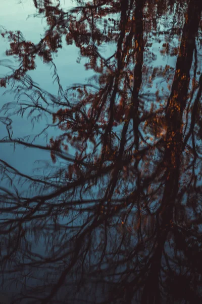Złotej Jesieni Pozostawia Kałuży Drzewo Reflection — Zdjęcie stockowe