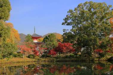 Bahçe, Daikaku-ji, kyoto