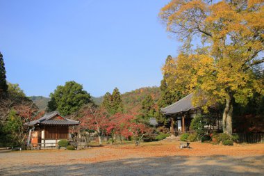 Sonbahar sezonu kyoto, daikakuji