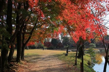 Sonbahar sezonu kyoto, daikakuji