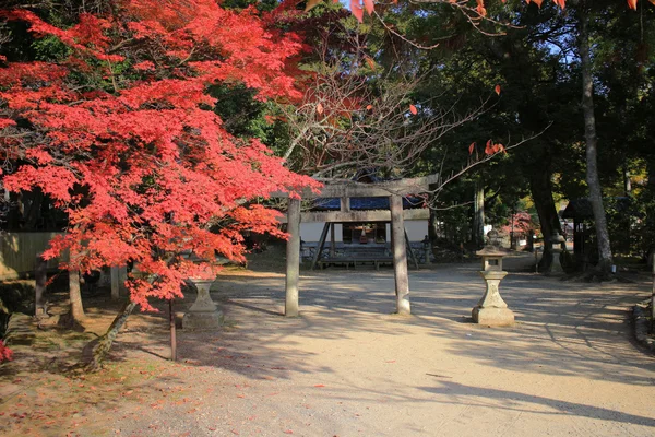 Daigaku-ji, kyoto japan val seizoen — Stockfoto