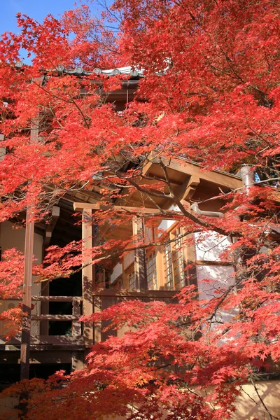 Ogród Daikaku-ji, Kioto — Zdjęcie stockowe