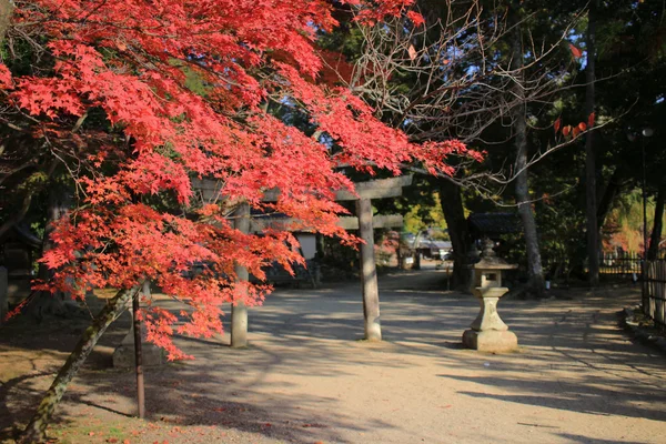 Jardin de Daikaku-ji, kyoto — Photo