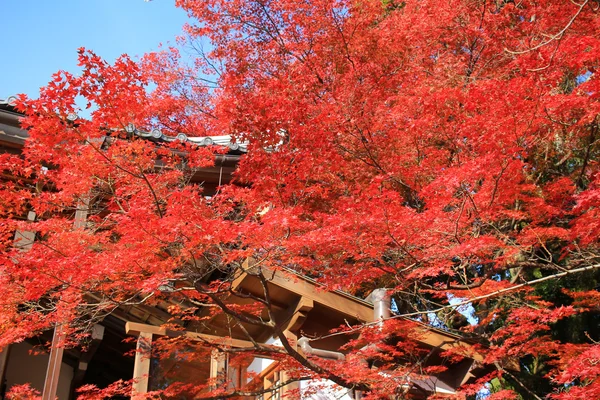 Сад з Daikaku Цзи, Кіото — стокове фото