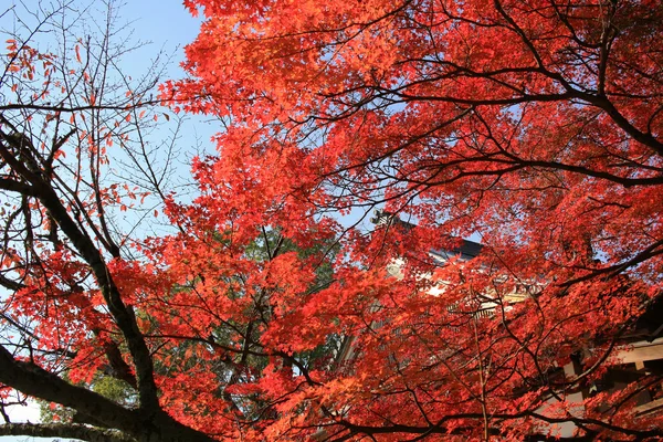 Garten von daikaku-ji, Kyoto — Stockfoto