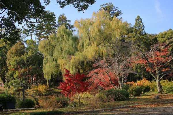 Daikakuji zur Herbstsaison Kyoto — Stockfoto