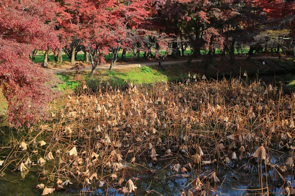 Daikakuji en la temporada de otoño kyoto — Foto de Stock