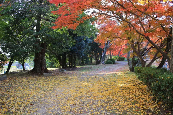 Daikakuji at fall season kyoto — Stock Photo, Image