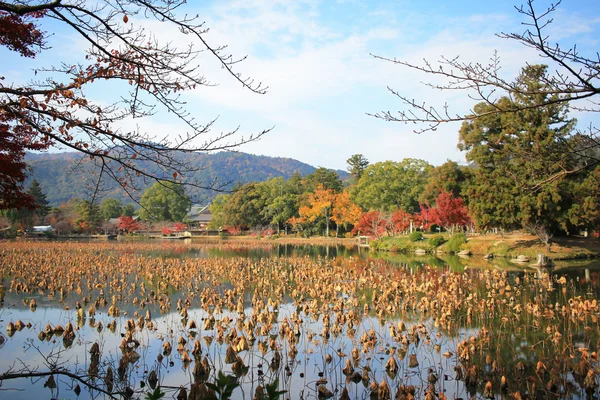 Daikakuji in val seizoen kyoto — Stockfoto