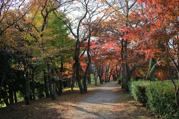 Garden of Daikaku-ji, kyoto — Stock Photo, Image