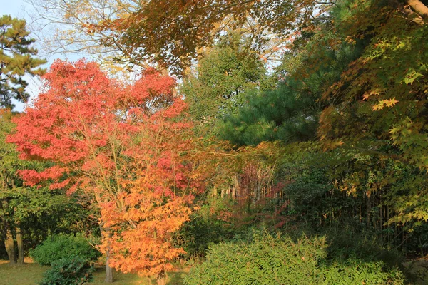 Foglie rosse nel giardino del Giappone a Kyoto, Giappone — Foto Stock