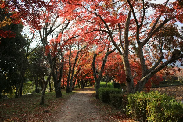 Trädgård av Daikaku-ji, kyoto — Stockfoto