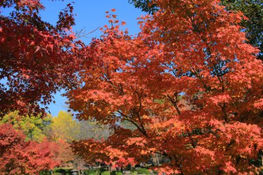 Kyoto, Japonya bahçesinde kırmızı yaprakları tam, Japonya