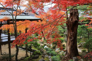 Bahçe, Daikaku-ji, kyoto