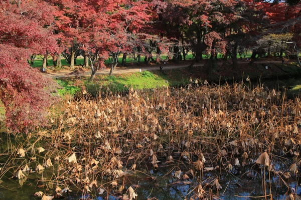 Daikakuji στο Κυότο σεζόν Φθινόπωρο — Φωτογραφία Αρχείου