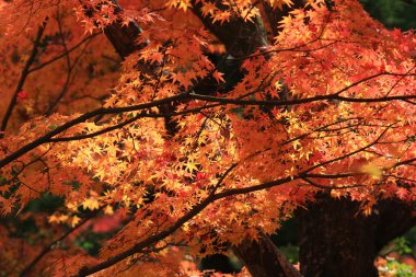 Kyoto Tapınağı'nda sezon sonbahar
