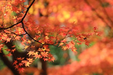 Kyoto Tapınağı'nda sezon sonbahar