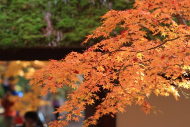 Kyoto Tapınağı'nda sezon sonbahar