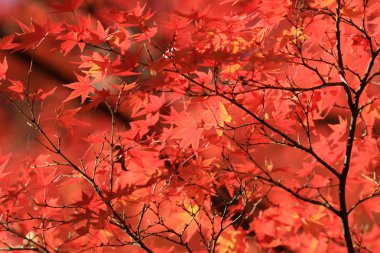Kyoto Tapınağı'nda sezon sonbahar