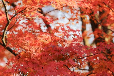 Kyoto Tapınağı'nda sezon sonbahar